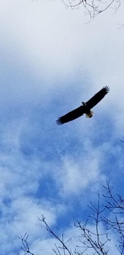 A bald eagle soaring through the trees.