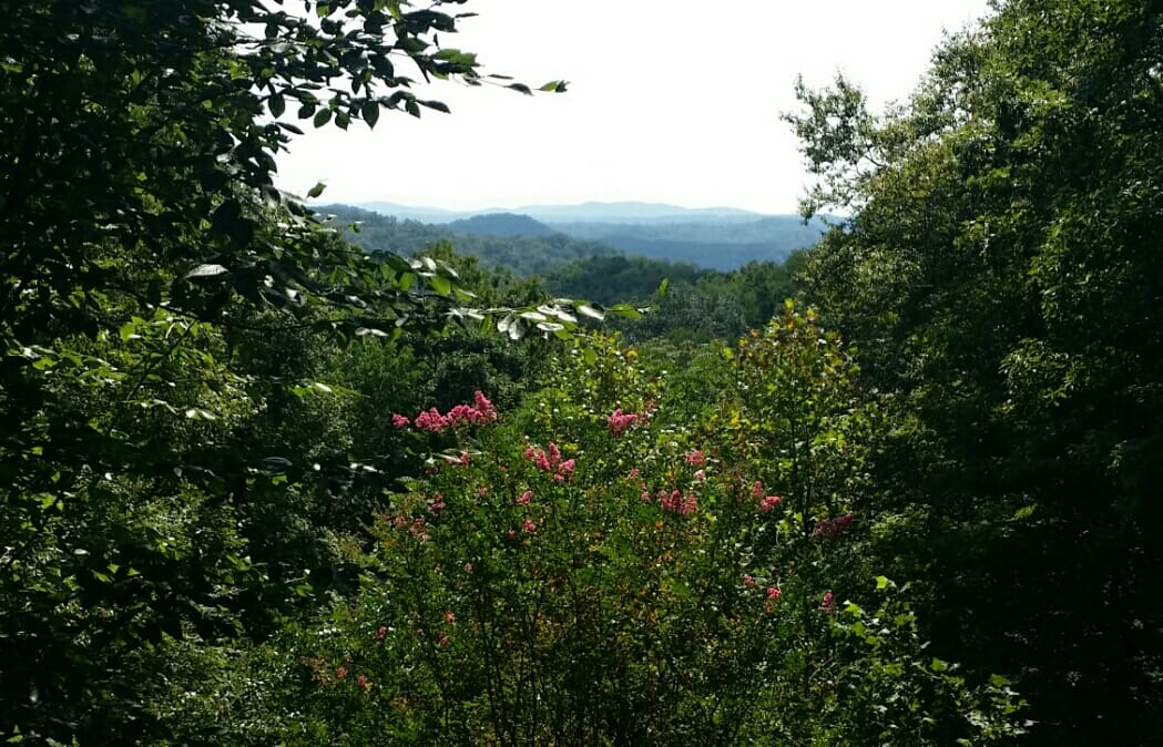 A view of a forest with trees and flowers.