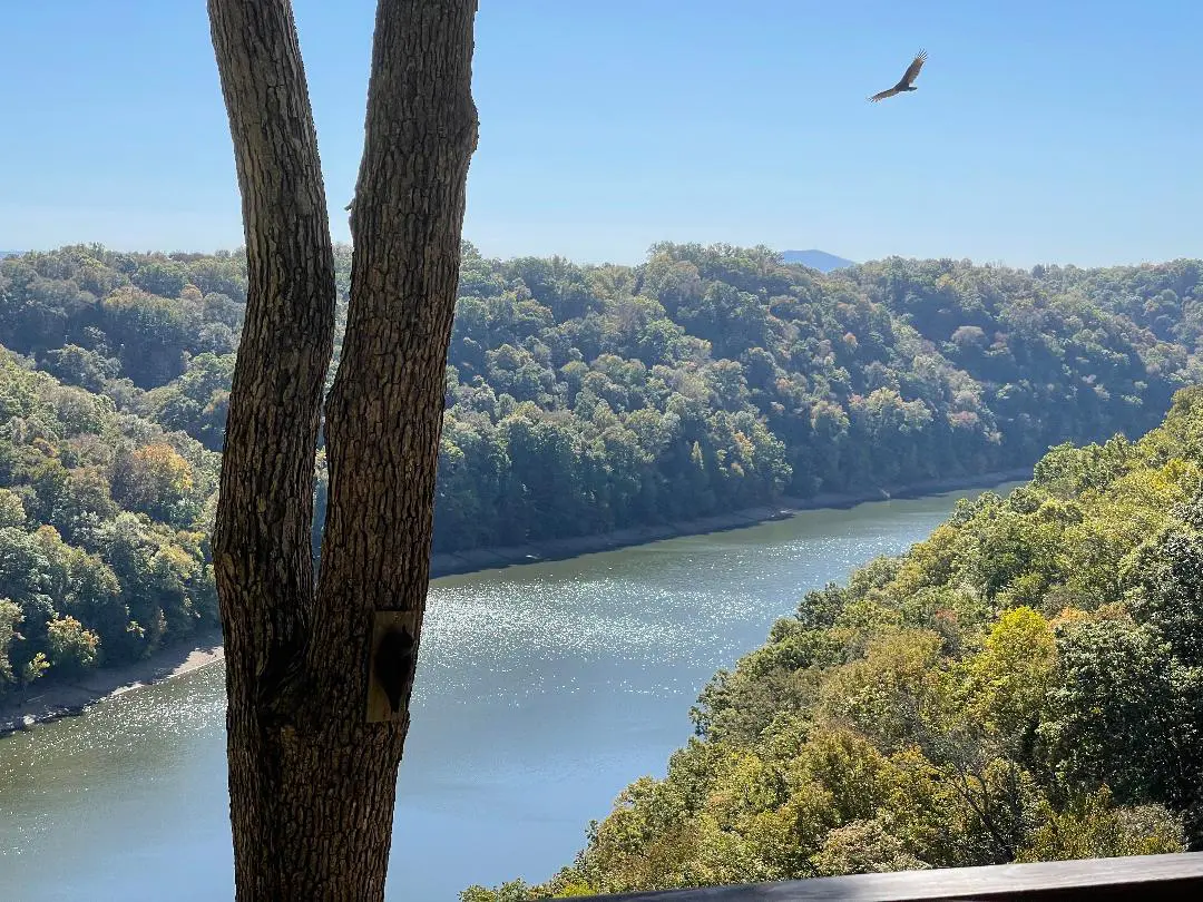 A view of a river from a deck overlooking trees.